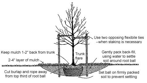 Lawn and Plant Care: Mowing, Aerating, De-Thatching