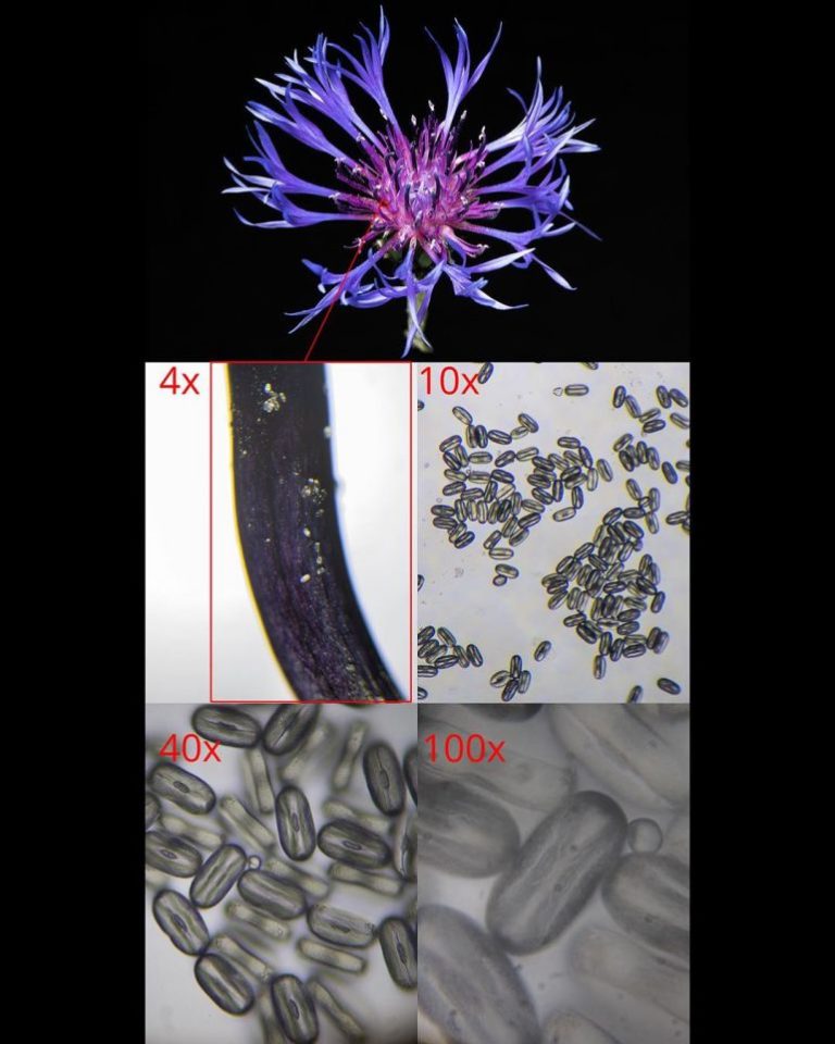 What Does Pollen Look like and Where Does It Come From?