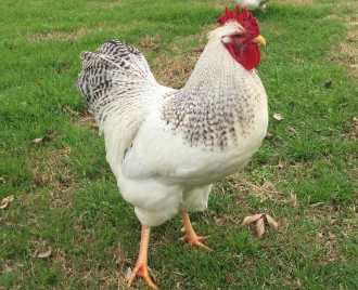 new jersey black giant chickens