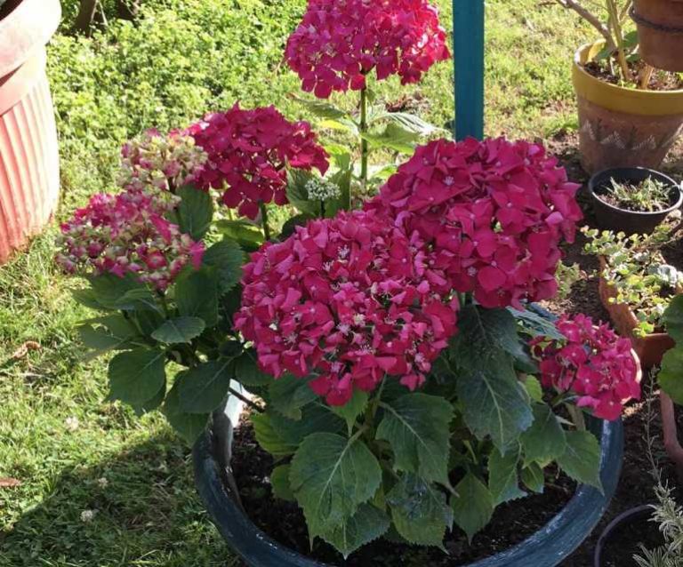 Causes of Yellow Leaves on Geraniums and How to Care for Them