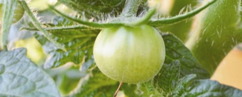  how far apart to plant tomatoes a helpful guide for gardeners