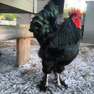 jersey giant rooster size