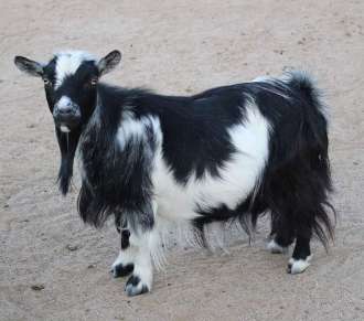 What Is the Smallest Goat Breed? An Informative Guide to Mini Goats
