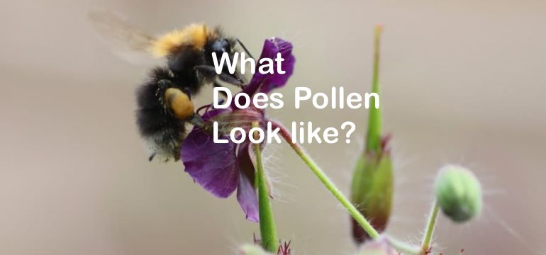 why-does-pollen-make-you-miserable-here-s-why-it-triggers-allergies