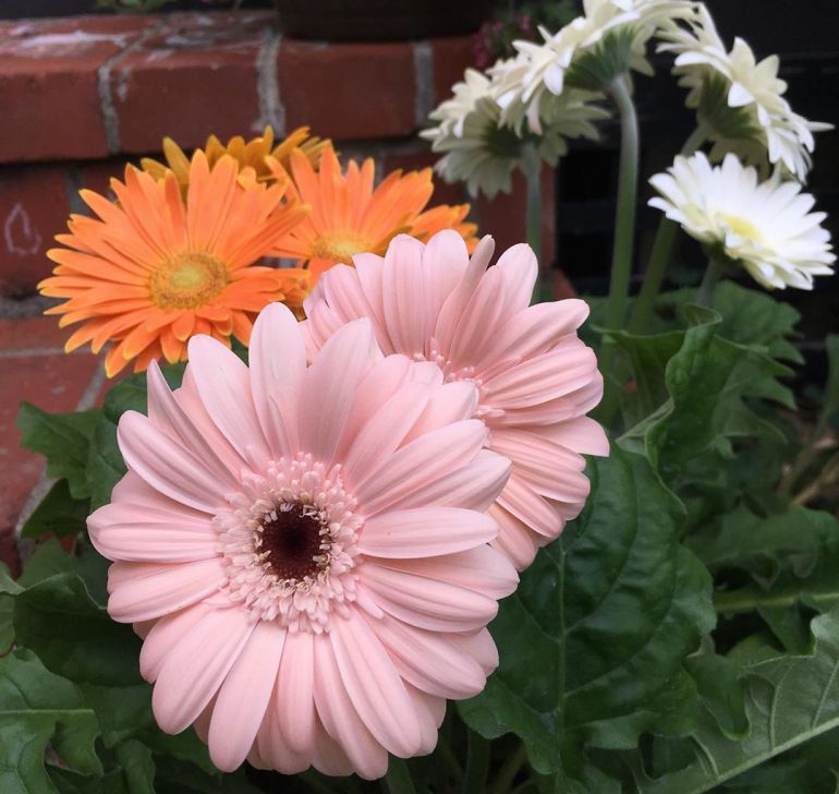 colorful gerbera daisies