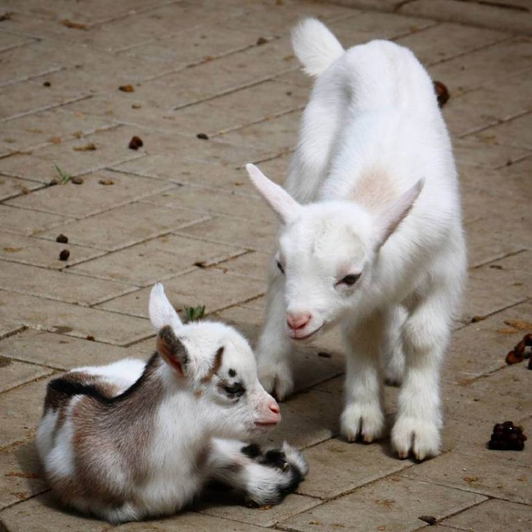 How Many Babies Do Goats Have? A Guide to Breeding Goats