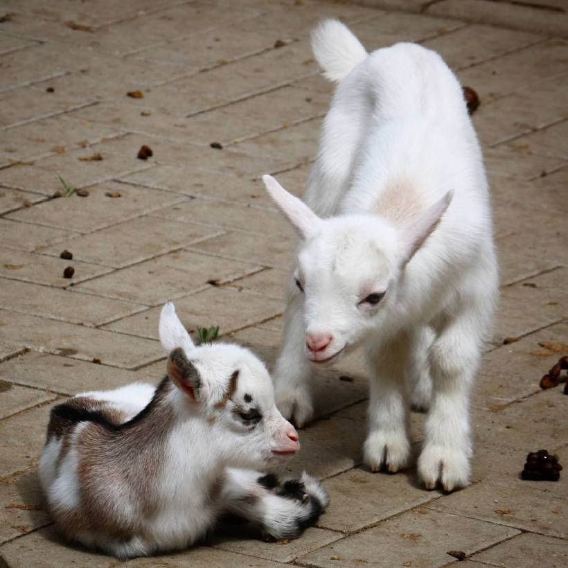 baby goat teddy