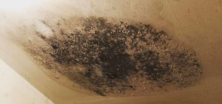 How To Get Rid Of Mold In A Shower