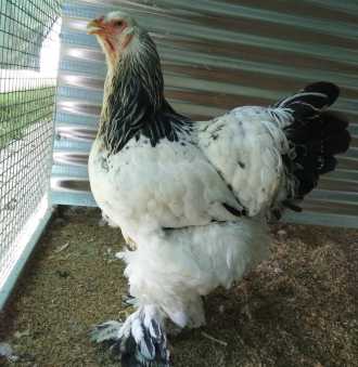 jersey giant hens for sale