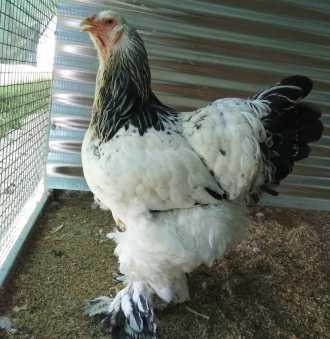 brahma jersey giant chicken