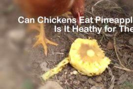 Can Chickens Eat Peanut Butter Nutrition And Snacks