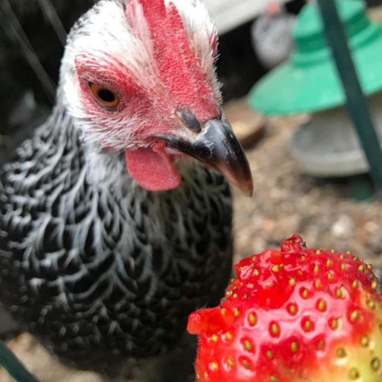 Can Chickens Eat Strawberries? The Edible Parts