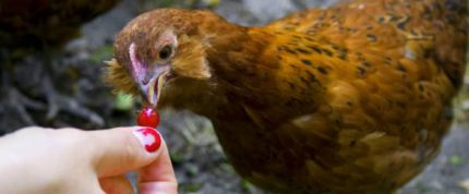Can Chickens Eat Grapes? - Separating Fact from Fiction