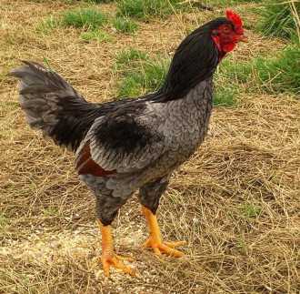 Black Jersey Giant and Light Brahma hens