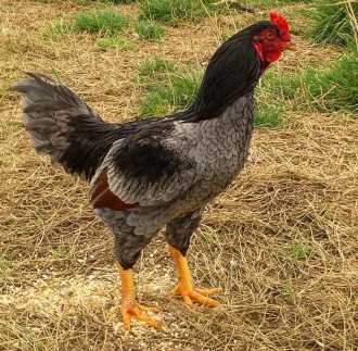 new jersey black giant chickens