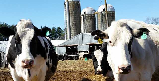 How Long Are Cows Pregnant An Informative Guide For Breeders