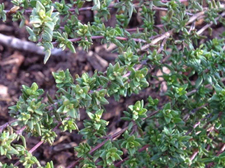 What Does Thyme Look Like A Useful Guide For Growing Thyme 9394