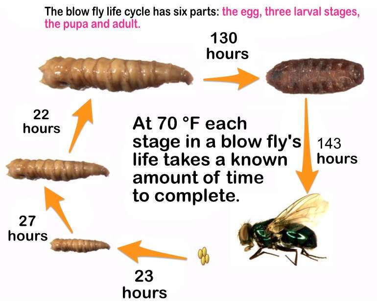 house fly life cycle time