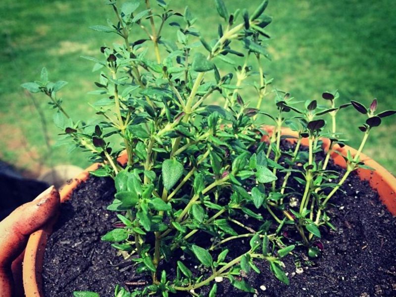 German Thyme