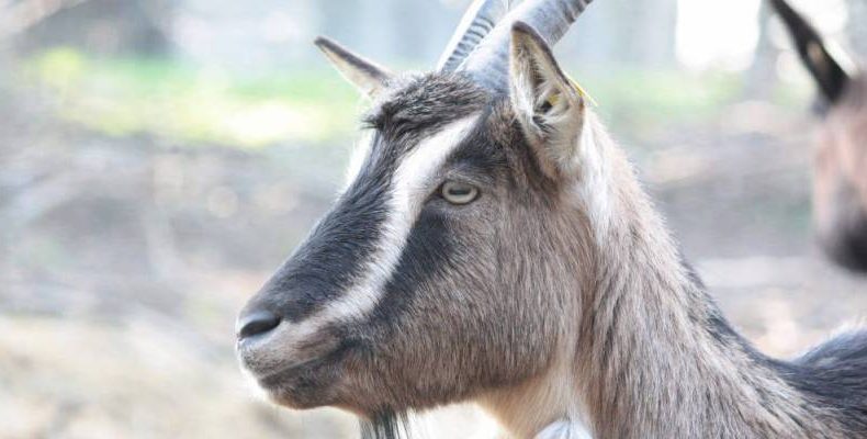 How Long Do Goats Live? An Easy Guide on the Lifespan of a Goat