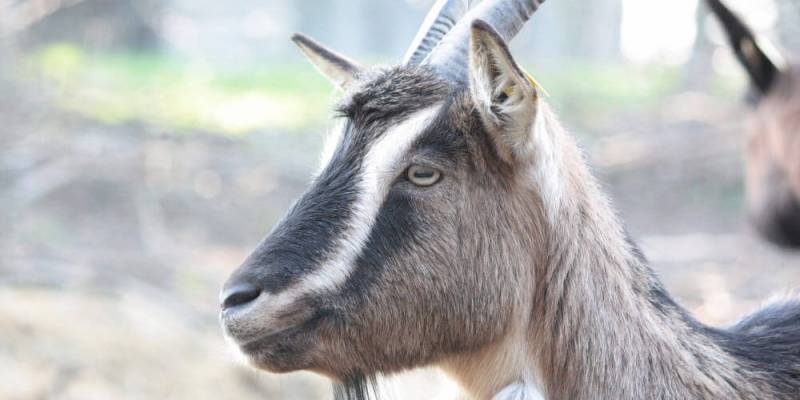 How Long Do Goats Live? An Easy Guide on the Lifespan of a Goat