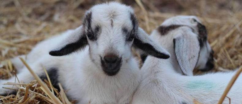 how-many-babies-do-goats-have-a-guide-to-breeding-goats