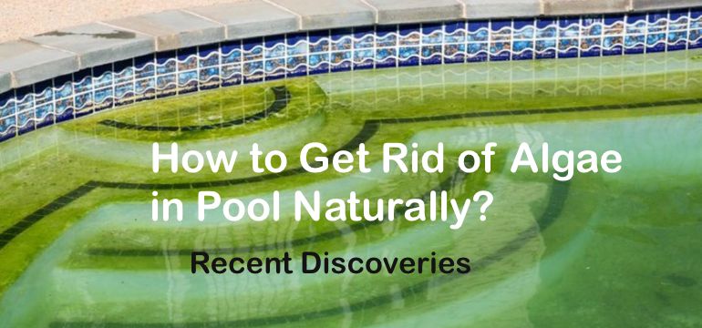 How To Get Rid Of Algae In Pool Naturally