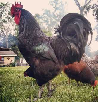 jersey giant rooster size