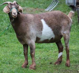 What Is the Smallest Goat Breed? An Informative Guide to Mini Goats