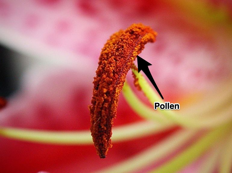 The pollen on the anthers