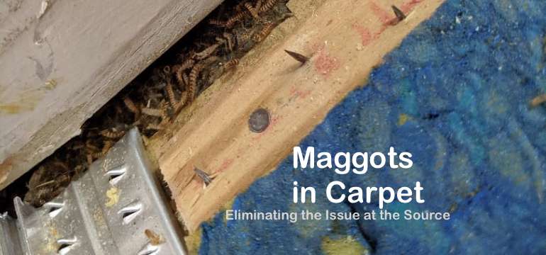 First Class Tips About How To Get Rid Of Maggots In Carpet - Pricelunch34