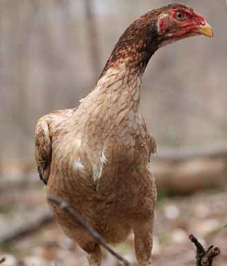 Top 12 Largest Chicken Breeds: With Comparison Table