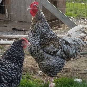 360 Farm and Pet: About the Black Jersey Giant, Leghorn, Wyandotte, Maran,  Brabanter, & Brahma Chicken Breeds