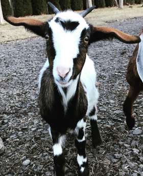 Miniature Goats: The Ultimate Guide - Mranimal Farm