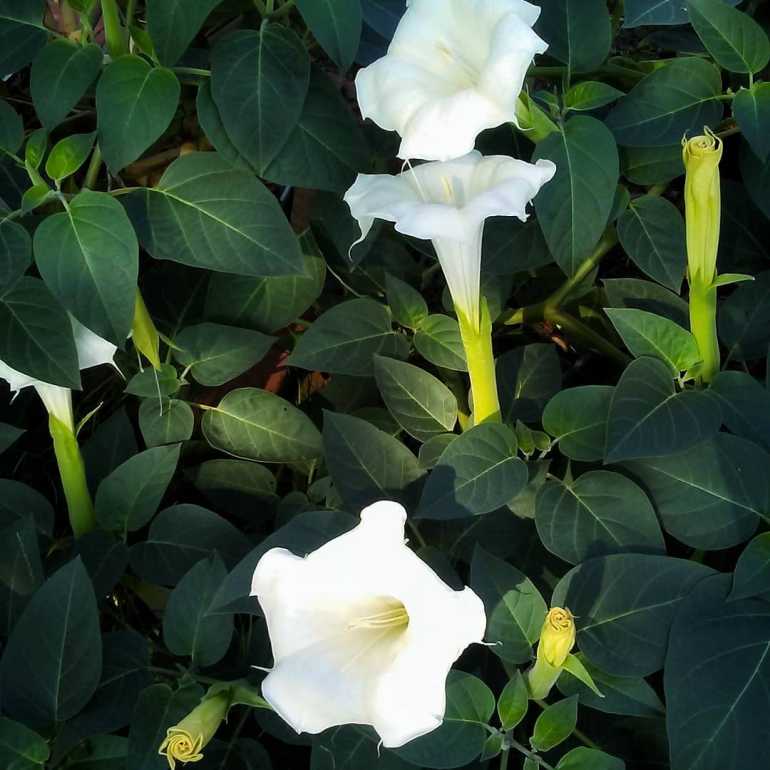 Are Moonflowers Poisonous Or Safe For Recreational Use,Where To Get Free School Supplies In Houston