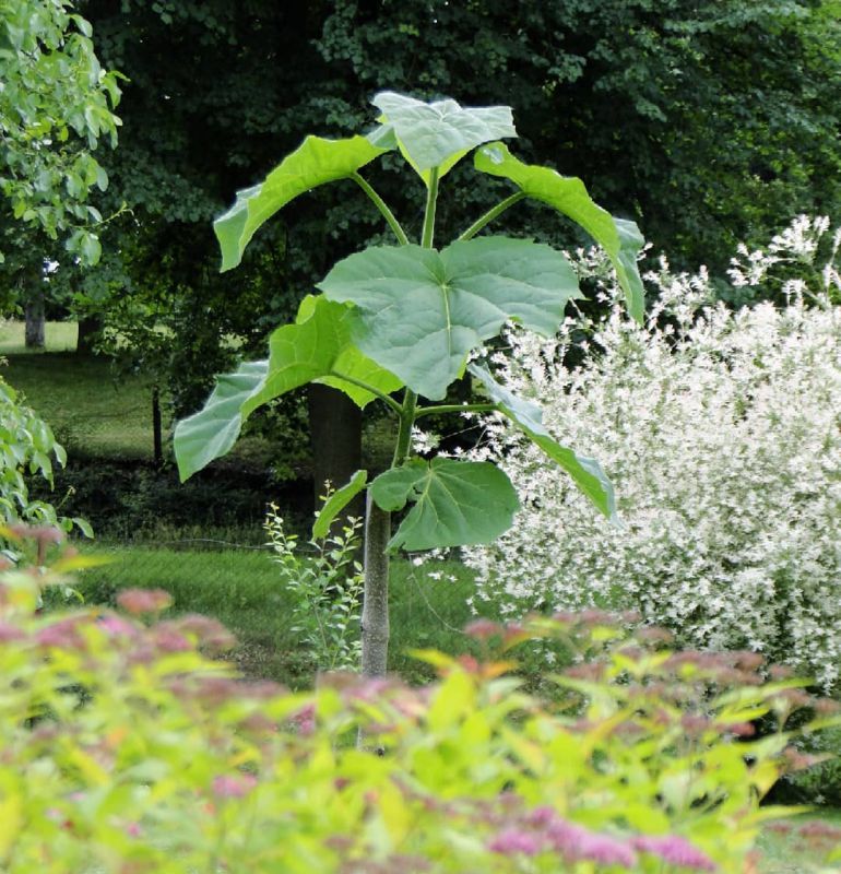 Giant Weed Plant