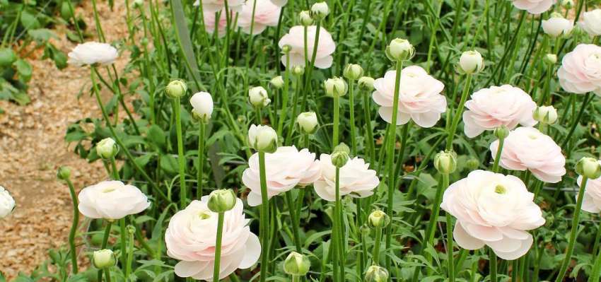 Knowing When To Plant Ranunculus Is Critical For Optimal Growth