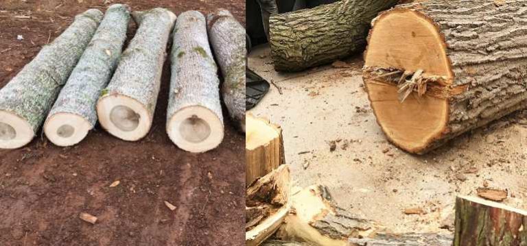 Poplar vs. Oak