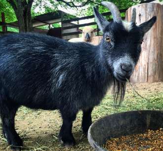What Is the Smallest Goat Breed? An Informative Guide to Mini Goats