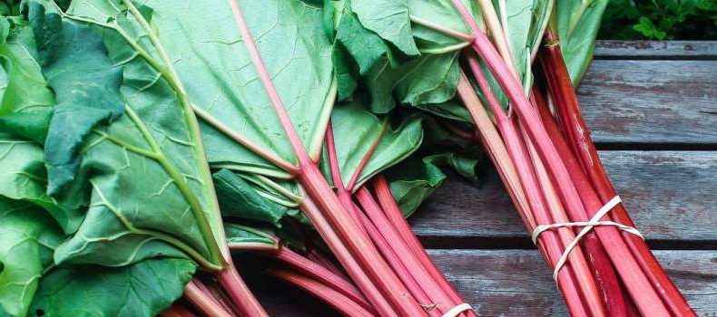 What Does Rhubarb Taste Like? An Informative Guide to Rhubarb