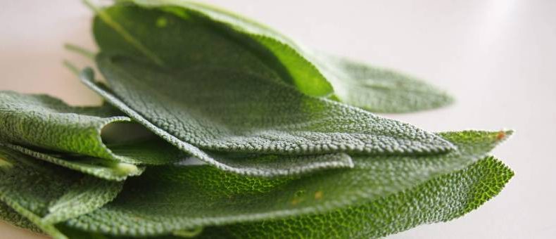 What Does Sage Smell Like? An Informative Guide to This Herb