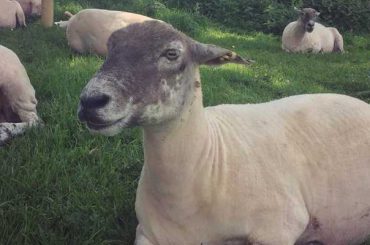 How Many Sheep Per Acre Should You Have On Your Property