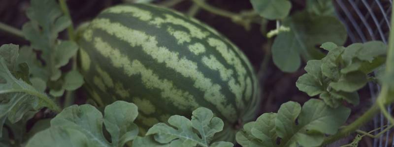 When Is Watermelon Season A Useful Guide For Watermelon Lovers
