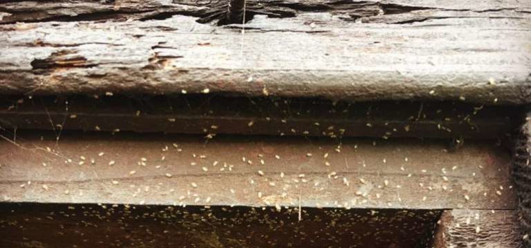 Wood Mite stock videos and footage