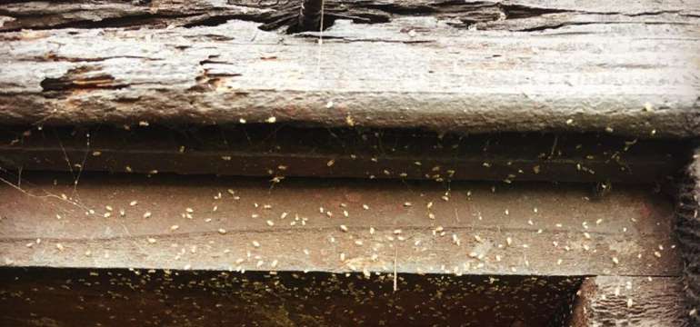 wooden furniture small clear white bugs in house